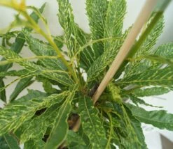 Esskastanie `Asplenifolia´ Castanea Sativa `Asplenifolia´ -Baumwelt Verkaufsgeschäft Esskastanie Asplenifolia1