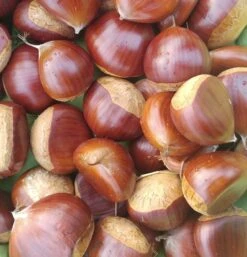 Duo-Esskastanie, Belle Epine & Bouche De Betizac Castanea Sativa -Baumwelt Verkaufsgeschäft Esskastanie Belle EpineGmNJQelgJyOMr