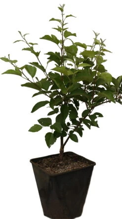 Zierapfel `Evereste´ Malus -Baumwelt Verkaufsgeschäft Evereste