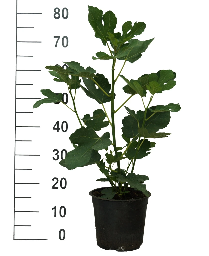 Feige Brown Turkey Ficus Carica `Brown Turkey´ 2 Feige Brown Turkey Ficus Carica `Brown Turkey´ – Bild 2