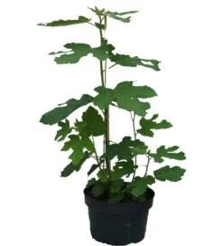 Feige `Gustissimo ® Perretta ®´ Ficus Carica `Perretta®´ -Baumwelt Verkaufsgeschäft Feige Perretta