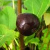 Feige `Terza´ Ficus Carica `Terza´
