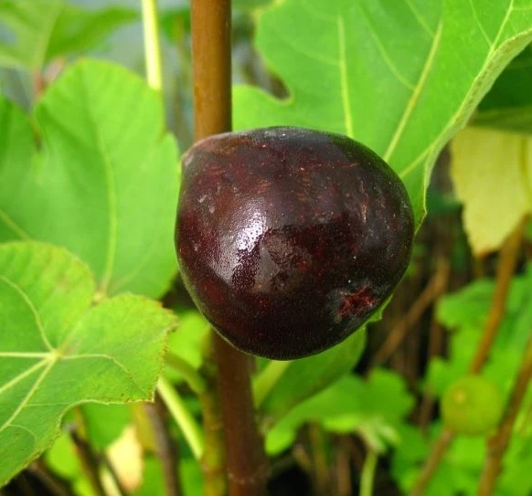 Feige `Terza´ Ficus Carica `Terza´ 1 Feige `Terza´ Ficus Carica `Terza´