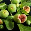 Feige `Ficcolino® Gustis®´ Ficus Carica -Baumwelt Verkaufsgeschäft Feige erweiterte Lizenz