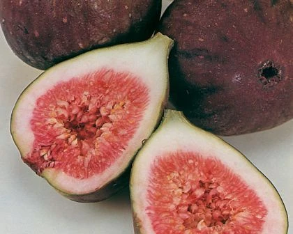 Frühe Dalmatiner Feige Ficus Carica `Frühe Dalmatinerfeige´ 1 Frühe Dalmatiner Feige Ficus Carica `Frühe Dalmatinerfeige´