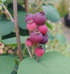 Felsenbirne Smoky Amelanchier Alnifolia Smoky