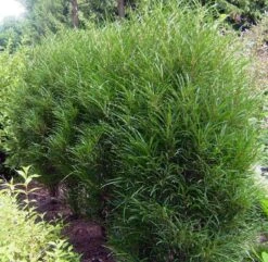 Farnblättriger Säulen-Faulbaum `Fine Line´ Rhamnus Frangula `Fine Line´ 10 Farnblättriger Säulen-Faulbaum `Fine Line´ Rhamnus Frangula `Fine Line´ -Baumwelt Verkaufsgeschäft Fine LIne Kordes Jungpflanzen