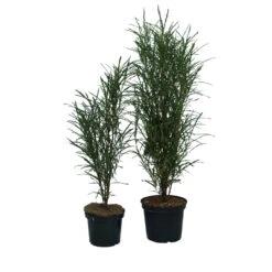 Farnblättriger Säulen-Faulbaum `Fine Line´ Rhamnus Frangula `Fine Line´ 8 Farnblättriger Säulen-Faulbaum `Fine Line´ Rhamnus Frangula `Fine Line´ -Baumwelt Verkaufsgeschäft Fine Line Faulbaum 2