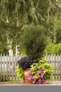 Farnblättriger Säulen-Faulbaum `Fine Line´ Rhamnus Frangula `Fine Line´ 11 Farnblättriger Säulen-Faulbaum `Fine Line´ Rhamnus Frangula `Fine Line´ -Baumwelt Verkaufsgeschäft Fine Line Kordes Jungpflanzen1