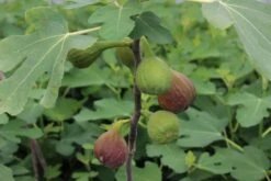 Feige `Firoma´® Ficus Carica `Firoma´