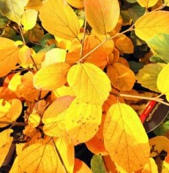 Großer Federbuschstrauch Fothergilla Major -Baumwelt Verkaufsgeschäft Foterhilla major Herbstf rbung