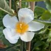 Franklinia Alatamaha "Franklinie / Franklinbaum" Franklinia Alatamaha 7 Franklinia Alatamaha "Franklinie / Franklinbaum" Franklinia Alatamaha -Baumwelt Verkaufsgeschäft Franklina Bl te