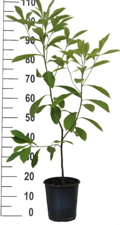 Franklinia Alatamaha "Franklinie / Franklinbaum" Franklinia Alatamaha 7 Franklinia Alatamaha "Franklinie / Franklinbaum" Franklinia Alatamaha -Baumwelt Verkaufsgeschäft Franklinie neu weiss