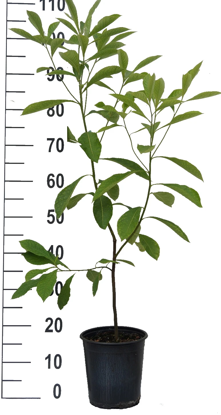 Franklinia Alatamaha "Franklinie / Franklinbaum" Franklinia Alatamaha 4 Franklinia Alatamaha "Franklinie / Franklinbaum" Franklinia Alatamaha – Bild 4