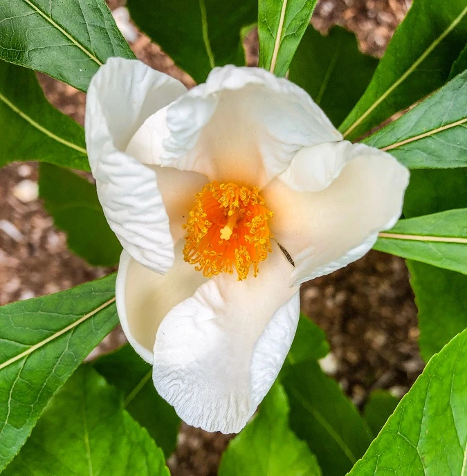 Franklinia Alatamaha "Franklinie / Franklinbaum" Franklinia Alatamaha 2 Franklinia Alatamaha "Franklinie / Franklinbaum" Franklinia Alatamaha – Bild 2