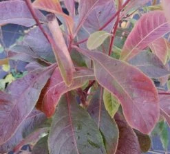 Franklinia Alatamaha "Franklinie / Franklinbaum" Franklinia Alatamaha 6 Franklinia Alatamaha "Franklinie / Franklinbaum" Franklinia Alatamaha -Baumwelt Verkaufsgeschäft Frankliniha