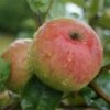 Säulenapfel `Frenic´ Malus Domestica -Baumwelt Verkaufsgeschäft Frenic
