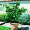 Zwerg-Süßkirsche `Garden Bing®´ Prunus Avium `Garden Bing´ 6 Zwerg-Süßkirsche `Garden Bing®´ Prunus Avium `Garden Bing´ -Baumwelt Verkaufsgeschäft Garden Bing BIld