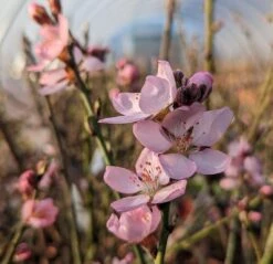 Zwerg-Fruchtmandel `Garden Prince´ Prunus `Zwerg-Fruchtmandel´ -Baumwelt Verkaufsgeschäft Garden Prince Bl te2