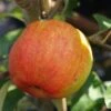 Geheimrat Oldenburg Malus Domestica -Baumwelt Verkaufsgeschäft Geheimrat Oldenburg