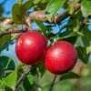 Gerlinde ® Malus Domestica -Baumwelt Verkaufsgeschäft GerlindeRUQRs7DqhHjrf