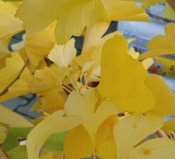 Ginkgo / Fächerblattbaum Ginkgo Biloba 5 Ginkgo / Fächerblattbaum Ginkgo Biloba -Baumwelt Verkaufsgeschäft Ginkgo biloba Herbstf rbung