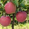 Gloster Malus Domestica -Baumwelt Verkaufsgeschäft Gloster