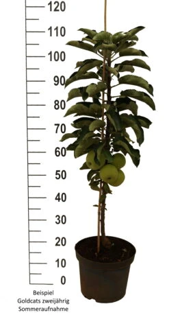 Säulenapfel `Goldcats´ Malus Domestica `Goldcats´ 6 Säulenapfel `Goldcats´ Malus Domestica `Goldcats´ -Baumwelt Verkaufsgeschäft Goldcats zweij hrig weiss