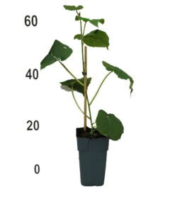 Gold-Kiwi Actinidia Deliciosa `Golden Kiwi´ 5 Gold-Kiwi Actinidia Deliciosa `Golden Kiwi´ -Baumwelt Verkaufsgeschäft Goldkiwi4