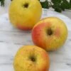 Grahams Jubiläumsapfel Malus Domestica `Graham´s Jubiläumsapfel´ -Baumwelt Verkaufsgeschäft GrahamsDfq5bGLvl8FVV