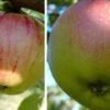 Duo-Apfelbaum `Gravensteiner´ & `Goldparmäne´ Malus Domestica -Baumwelt Verkaufsgeschäft Gravensteiner Kaiser Wihleml 2