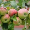 Gravensteiner Malus Domestica -Baumwelt Verkaufsgeschäft Gravensteiner5LEjpsAOzIdA8