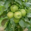 Säulenapfel `GreenCats´ Malus Domestica `Greencats´ -Baumwelt Verkaufsgeschäft Greencats
