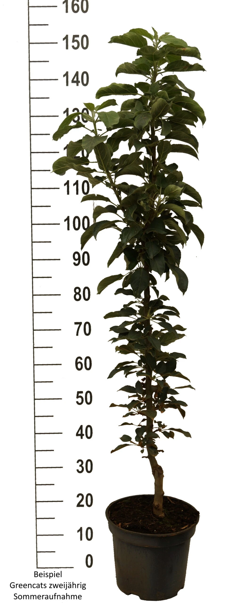 Säulenapfel `GreenCats´ Malus Domestica `Greencats´ 4 Säulenapfel `GreenCats´ Malus Domestica `Greencats´ – Bild 4