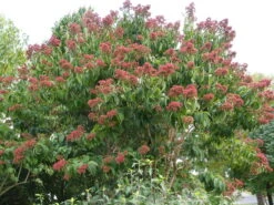Sieben-Söhne-des-Himmels-Strauch Heptacodium Miconioides -Baumwelt Verkaufsgeschäft HEPTACODIUM miconioides 17 2
