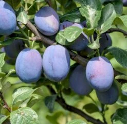 Haganta (S) Prunus Domestica `Haganta´