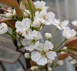 Nashi Hakko Pyrus Pyrifolia `Hakko´ -Baumwelt Verkaufsgeschäft Hakko Bl te