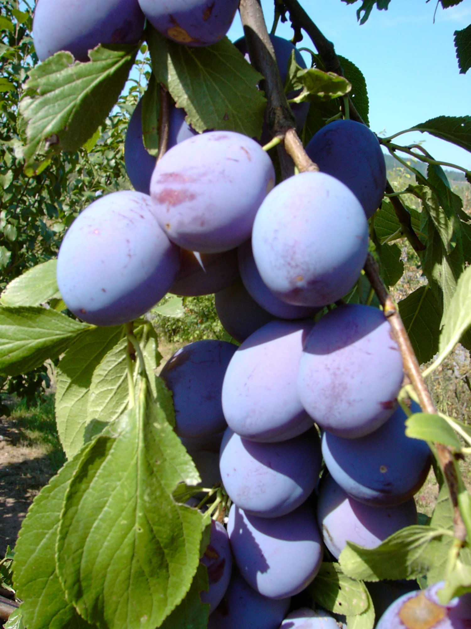 Säulenzwetsche `Imperial´ (einjährig) Prunus Domestica `Imperial´ 1 Säulenzwetsche `Imperial´ (einjährig) Prunus Domestica `Imperial´