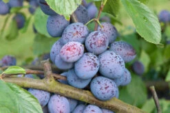 Hanita ® Prunus Domestica `Hanita -Baumwelt Verkaufsgeschäft Hanita3