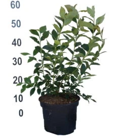 Heidelbeere - Reka Vaccinum Corymbosum `Reka´ -Baumwelt Verkaufsgeschäft Heidelbeere reka 2