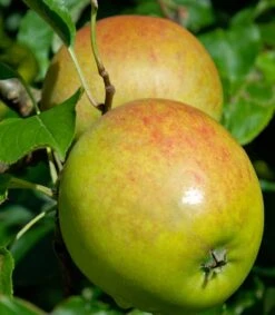 Holsteiner Cox Malus Domestica
