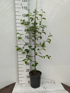 Chinesische Quitte / Holzquitte Pseudocydonia Sinensis -Baumwelt Verkaufsgeschäft Holzquitte