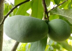 Veredelte Indianerbanane (Paw Paw) `Susquehanna ®´ Asimina Triloba `Susquehanna´