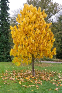 Veredelte Indianerbanane (Paw Paw) `Prima 1216´ (40-60cm) Asimina Triloba `Prima 1216´ -Baumwelt Verkaufsgeschäft Indianerbanane BaummHuI31ooy7GZn 1