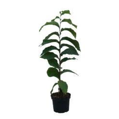 Indianerbanane (Paw Paw) Asimina Triloba 7 Indianerbanane (Paw Paw) Asimina Triloba -Baumwelt Verkaufsgeschäft Indianerbanane weiss