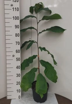 Veredelte Indianerbanane `NC1´ Asimina Triloba `NC1´ 7 Veredelte Indianerbanane `NC1´ Asimina Triloba `NC1´ -Baumwelt Verkaufsgeschäft Indianerbanane weissUURtI4poHnJw6