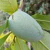 Veredelte Indianerbanane `Allegheny´® Peterson Pawpaws® Asimina Triloba `Allegheny´ 7 Veredelte Indianerbanane `Allegheny´® Peterson Pawpaws® Asimina Triloba `Allegheny´ -Baumwelt Verkaufsgeschäft Indianerbanane1