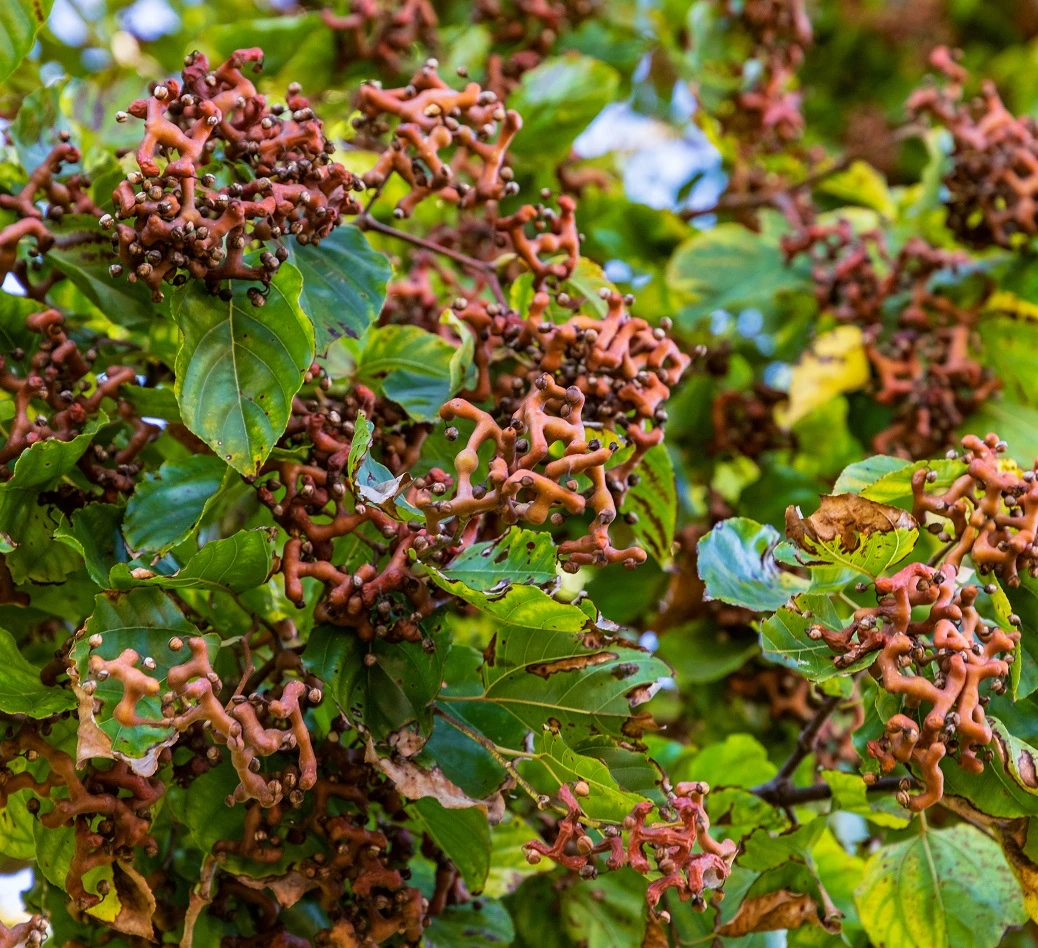 Japanischer Rosinenbaum Hovenia Dulcis 1 Japanischer Rosinenbaum Hovenia Dulcis