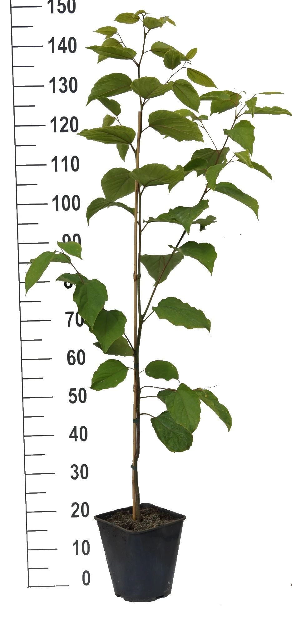 Japanischer Rosinenbaum Hovenia Dulcis 3 Japanischer Rosinenbaum Hovenia Dulcis – Bild 3