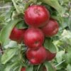 Säulenapfel Jarle ® Malus Domestica -Baumwelt Verkaufsgeschäft Jarle